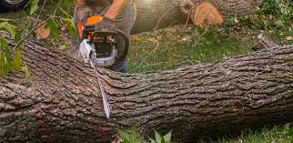 How Our Tree Care Process Works  in  Blawnox, PA