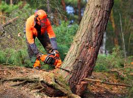 Best Tree Preservation Services  in Blawnox, PA
