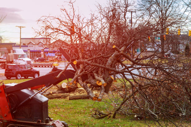 Best Commercial Tree Services  in Blawnox, PA