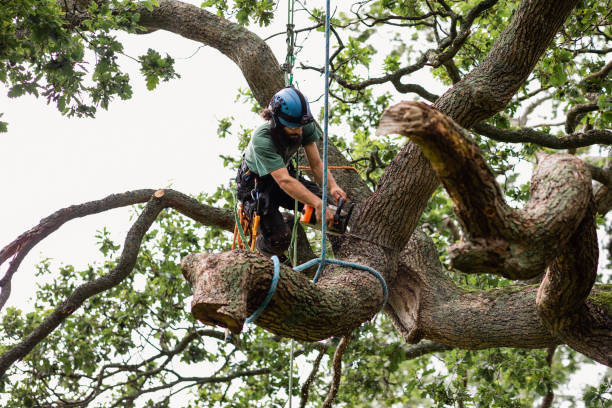 Best Hazardous Tree Removal  in Blawnox, PA