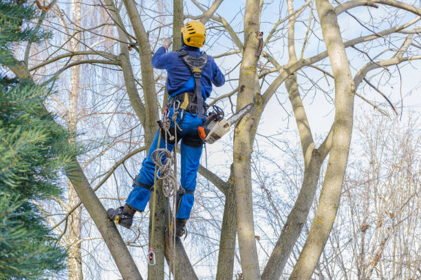 Best Tree Fertilization  in Blawnox, PA