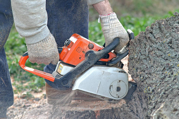 Professional Tree Care in Blawnox, PA