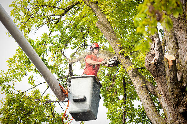 Best Aeration Services  in Blawnox, PA