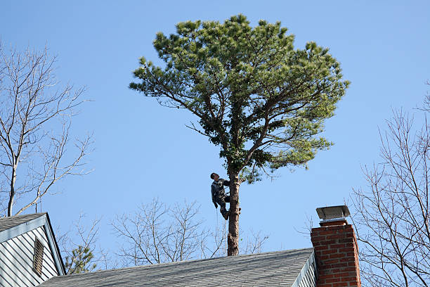 Best Tree and Shrub Care  in Blawnox, PA