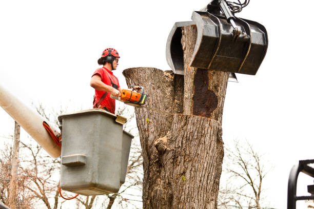 Best Fruit Tree Pruning  in Blawnox, PA