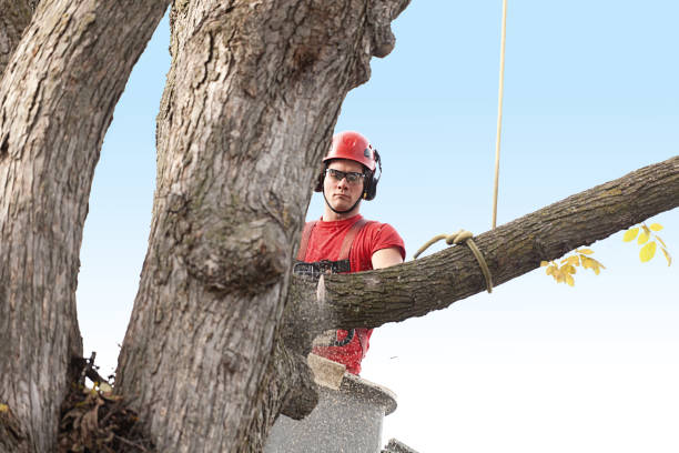 Best Stump Grinding and Removal  in Blawnox, PA